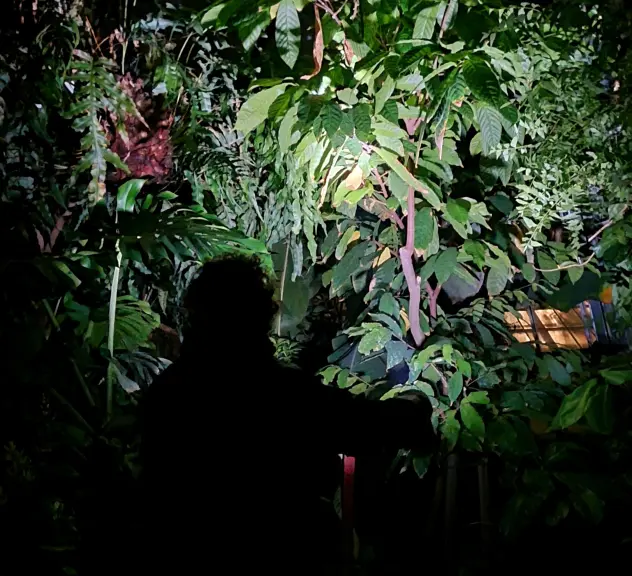 Das Bild zeigt einen Kakaobaum sowie weitere Grünpflanzen in den Pflanzenschauhäusern des BGR