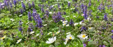 Ein Blick über die Wiese mit lila Blumen