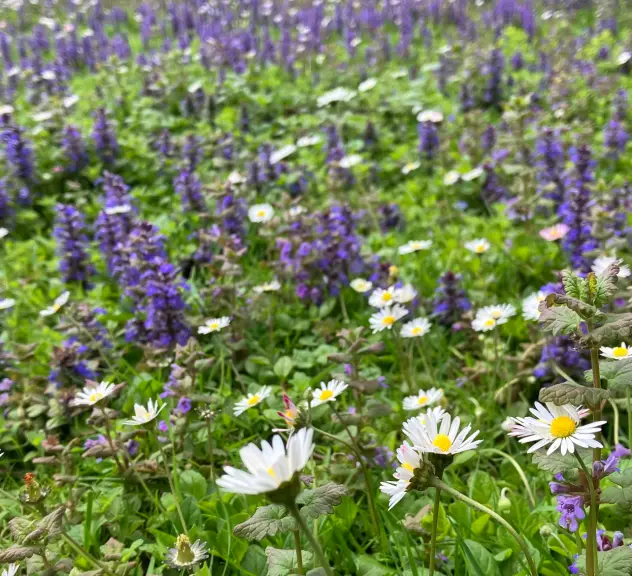 Ein Blick über die Wiese mit lila Blumen