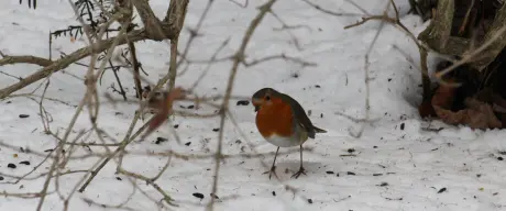 Ein Rotkehlchen im Schnee