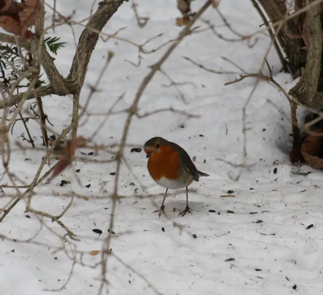 Ein Rotkehlchen im Schnee