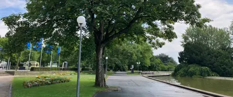 Ein großer Baum am Weg im Westfalenpark