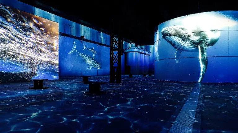 Blick in die immersive Ausstellung zeigt Wale und Wasser