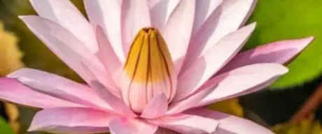 Seerosen-Blüte
