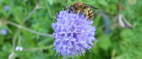 Eine Biene sitzt auf einer Blume