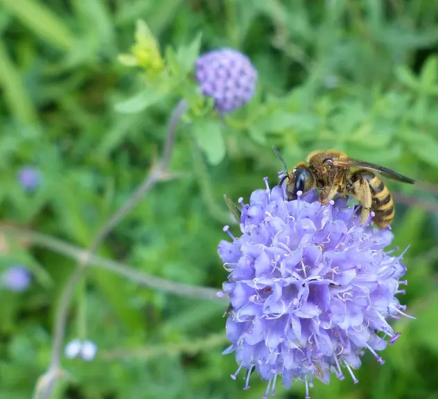 Eine Biene sitzt auf einer Blume