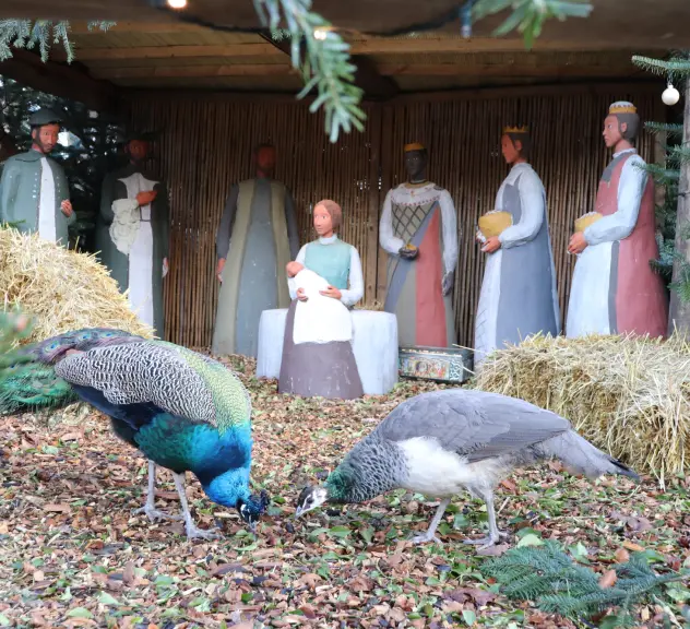 Zwei Pfauen und im Hintergrund ist eine Krippe mit Figuren zusehen