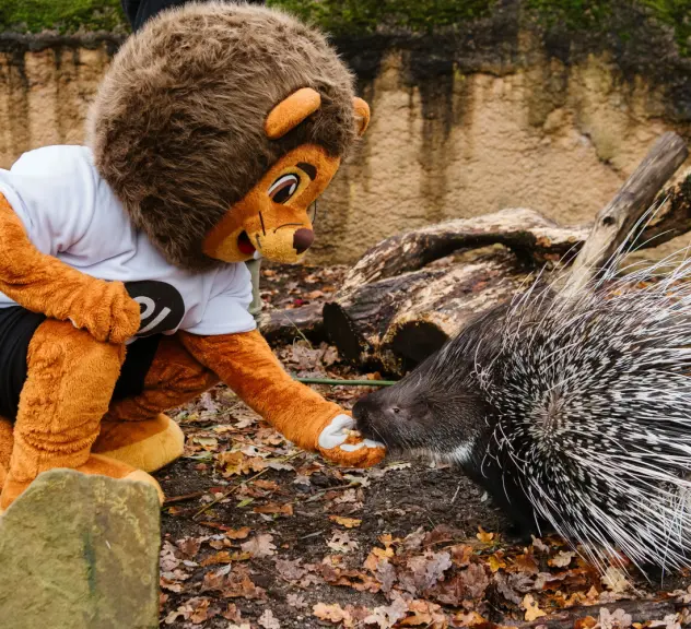 21-Maskottchen KIM lernt schon mal die Stachelschweine kennen