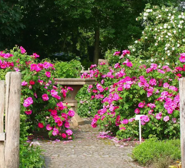 Apotheker-Rose im Mittelalterlichen Garten des Westfalenparks