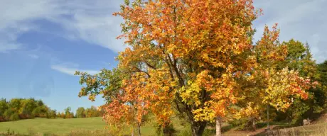 Sorbus aria - Baum des Jahres 2024 