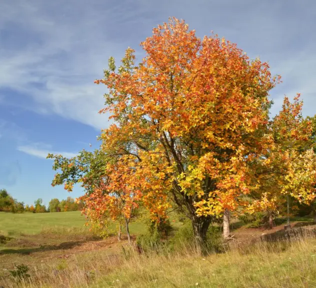 Sorbus aria - Baum des Jahres 2024