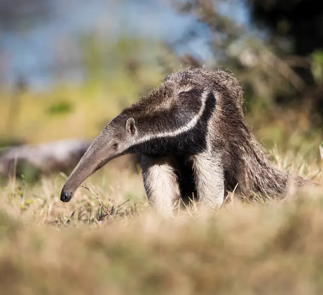 Großer Ameisenbär