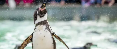 Humboldt-Pinguin im Zoo