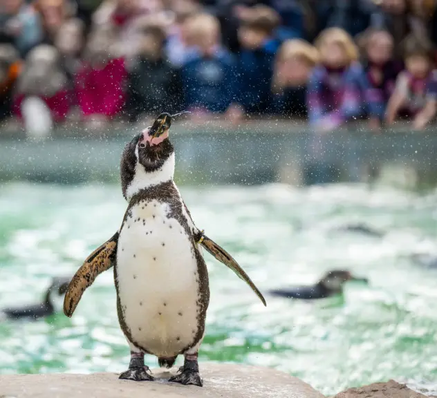 Humboldt-Pinguin im Zoo