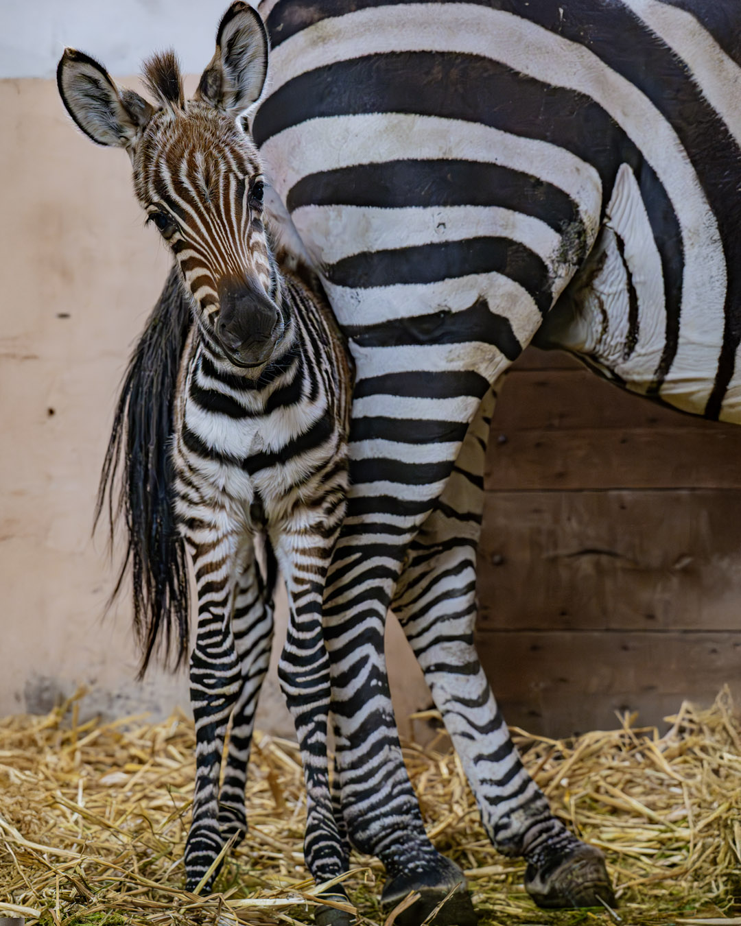 Ein Zebrafohlen aus dem Dortmunder Zoo guckt links an den Beinen seiner Mutter vorbei.